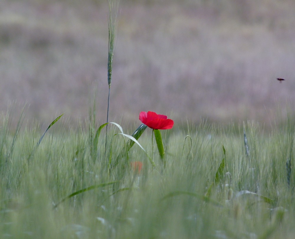 "joyeux coquelicot"