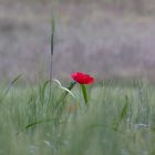 "joyeux coquelicot"