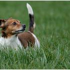 JRT Daisy