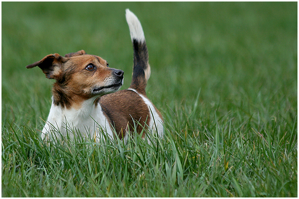 JRT Daisy