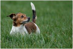 JRT Daisy