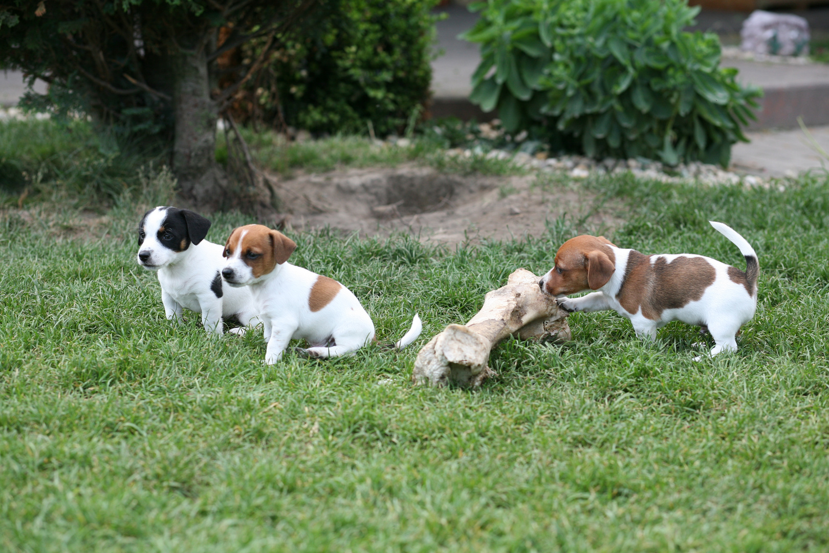 JRT -Kinder