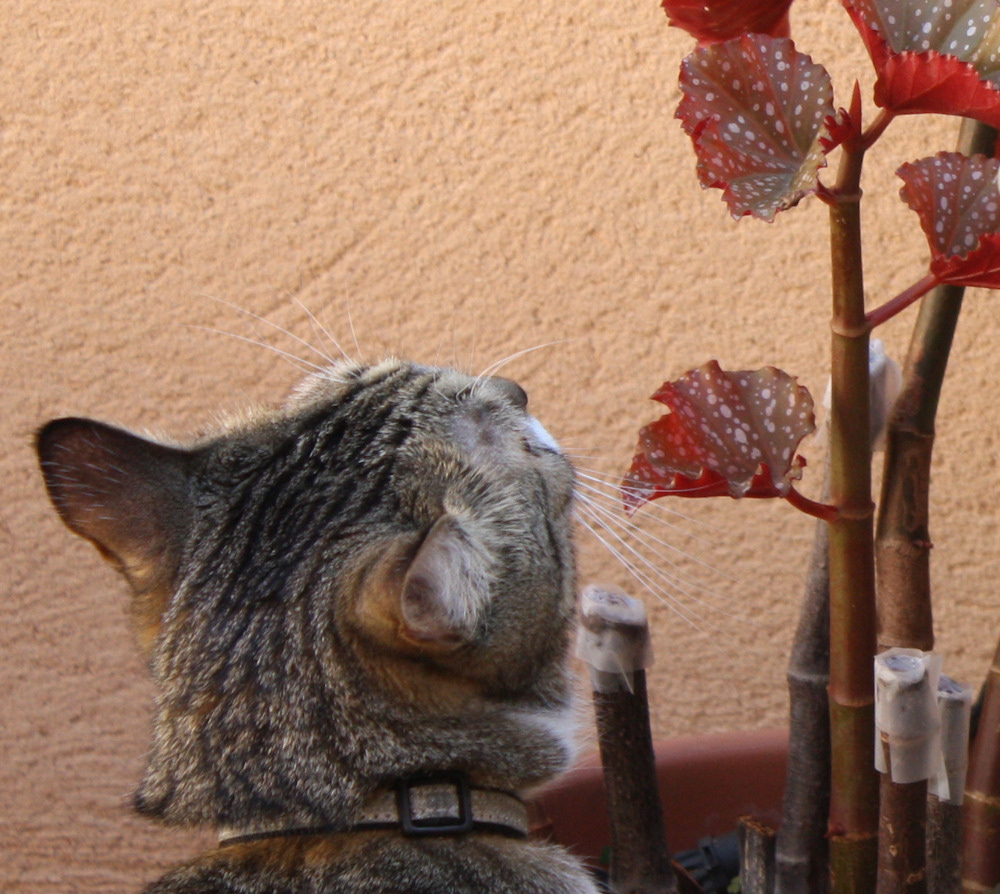 Juanito mirando la begonia