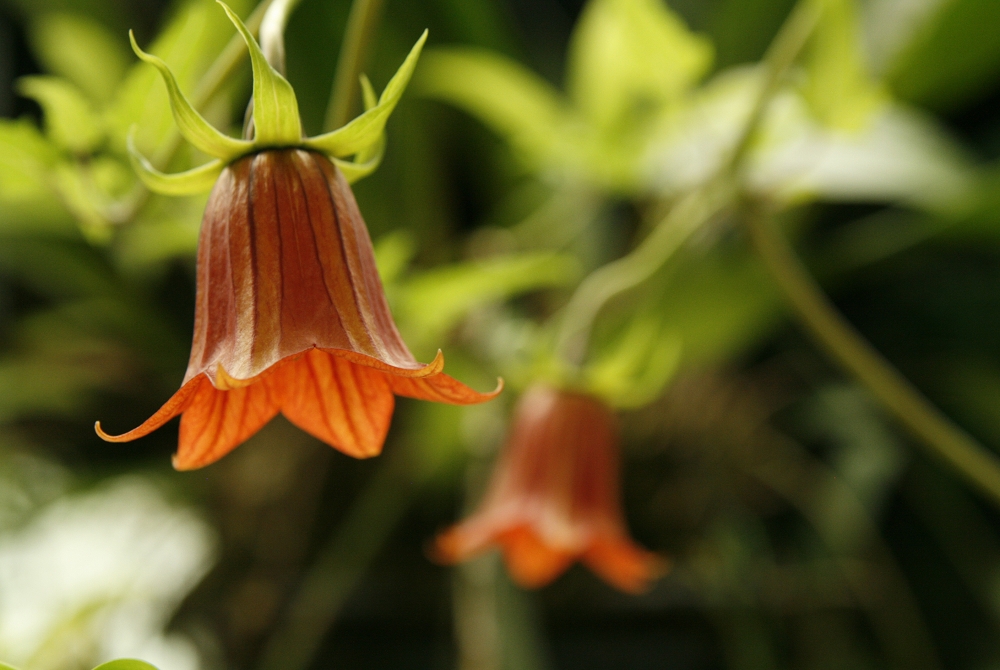 Juanulla aurantiaca