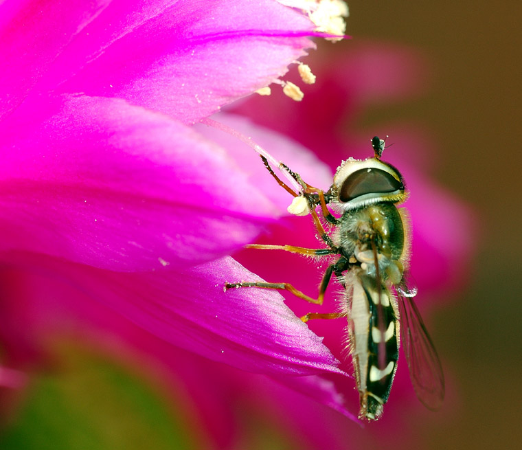 Jubiläum! ... die 10'000. Schwebfliege ...