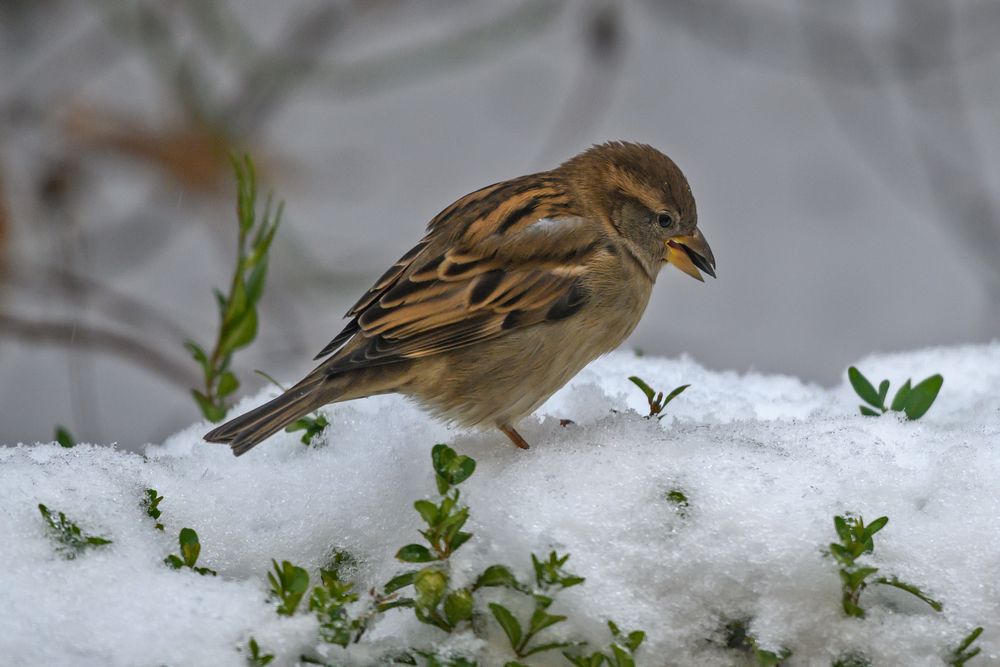 Juchee, der erste Schnee