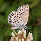 JUCHEEE, ein Schmetterling! - ein Hochmoorbläuling