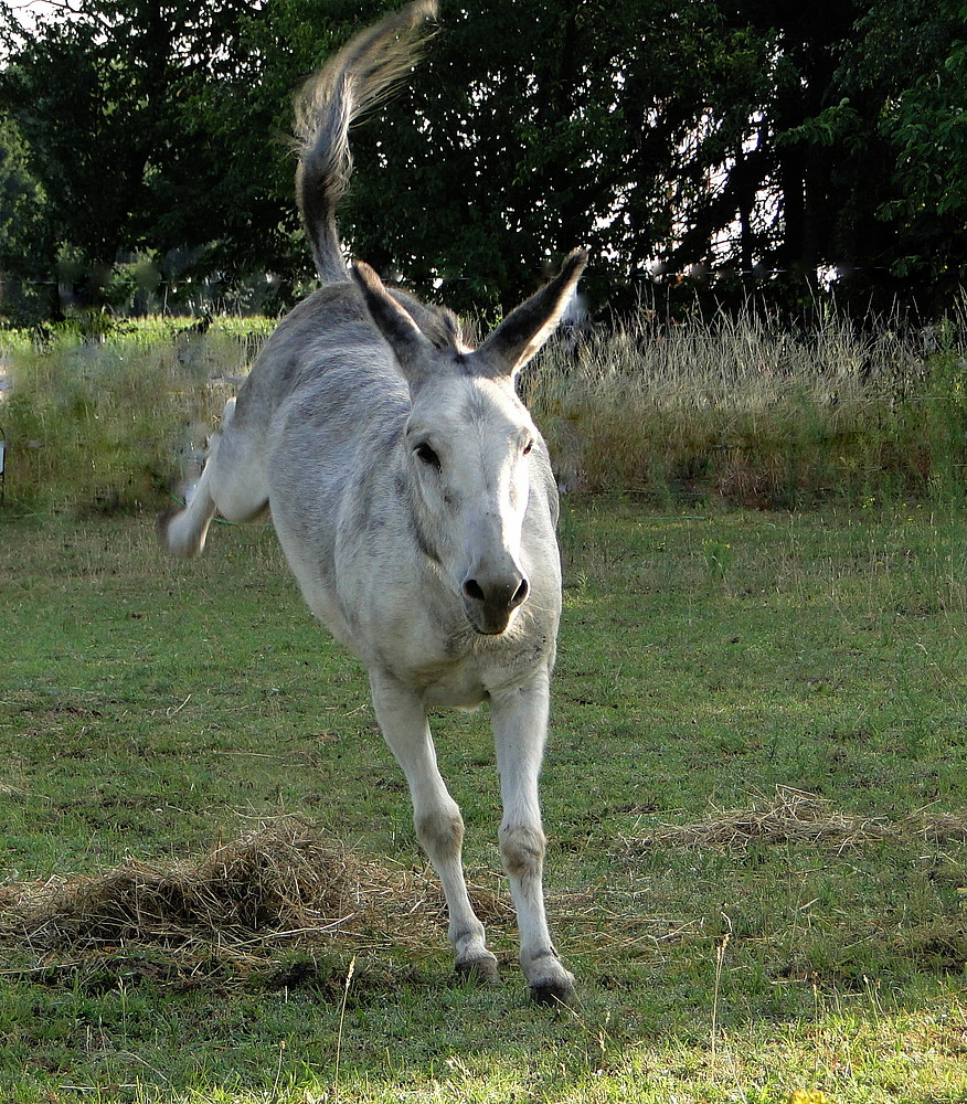 Juchhu Endlich Kuhler Foto Bild Tiere Haustiere Pferde