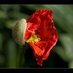 Juchu...der Klatschmohn blüht wieder