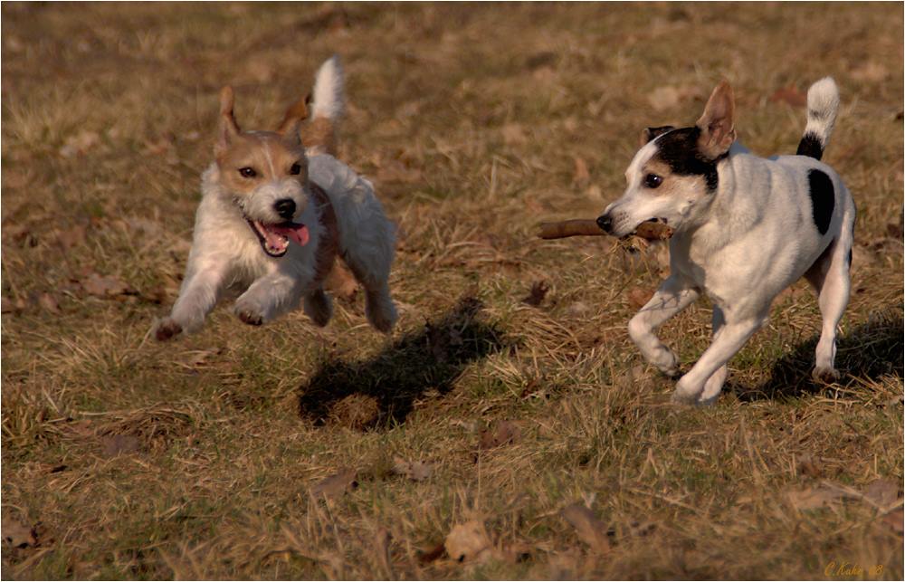 Juchu....schön ist das Hunde -  Leben.........