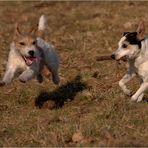 Juchu....schön ist das Hunde -  Leben.........