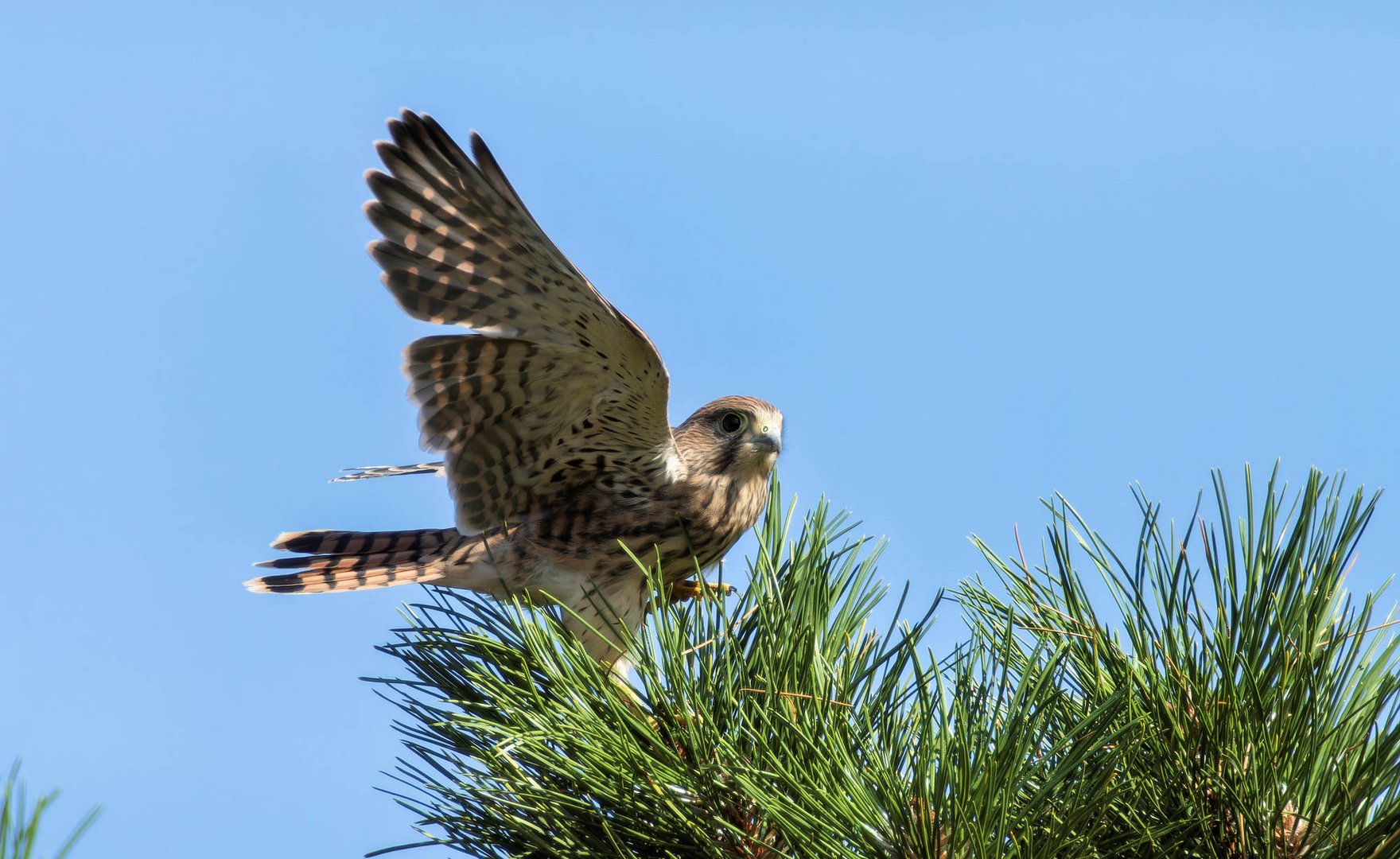 Juchuu... Foto & Bild natur, tiere, wildlife Bilder auf