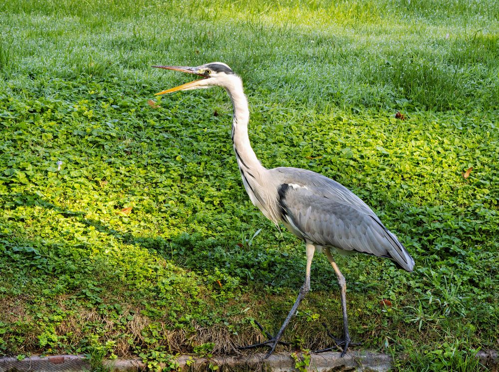 Juchuu!! Foto & Bild natur, tiere, wildlife Bilder auf