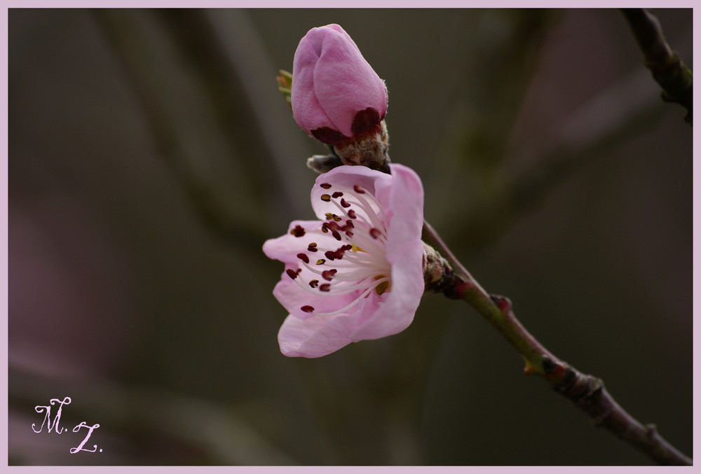 ...Juchuu Frühling