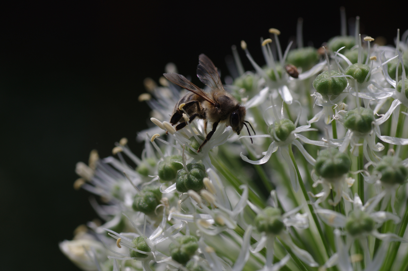 Juchuuh, welch ein Pollen-Angebot