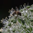 Juchuuh, welch ein Pollen-Angebot