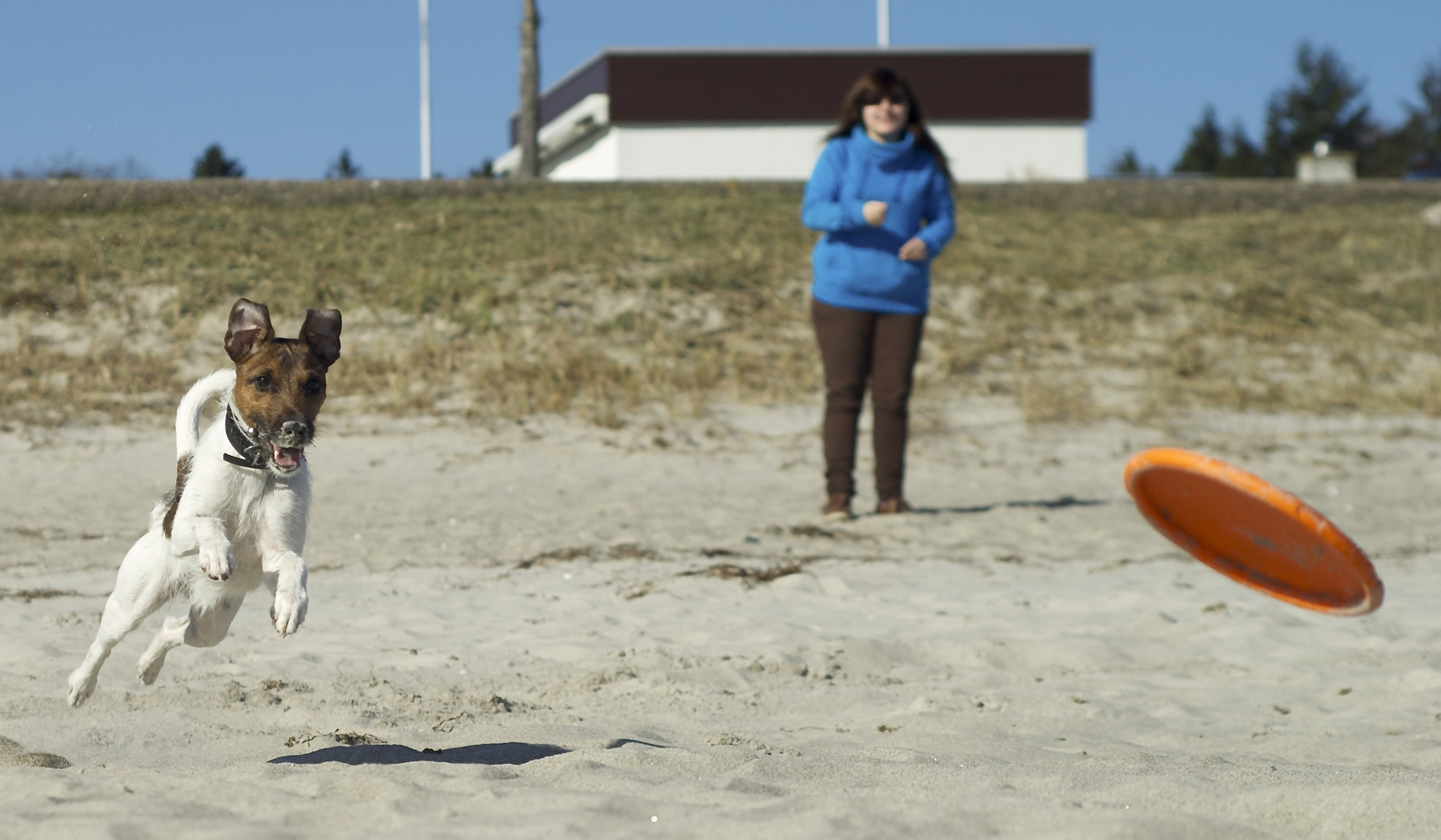 Juck Russell Terrier in seinem Element