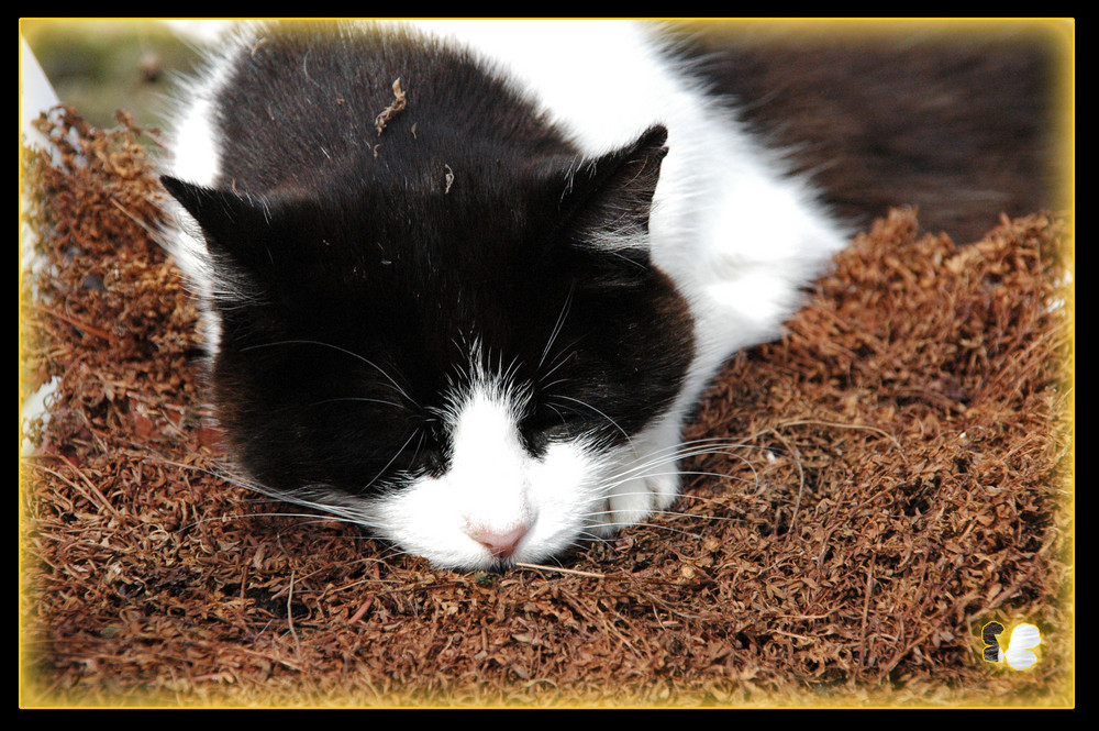 "... juckt mich nicht! - in der warmen HerbstSonne...!