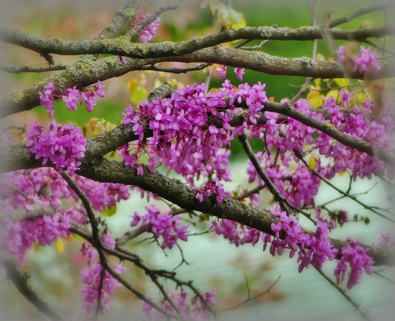 Judas-Baum-Blüte