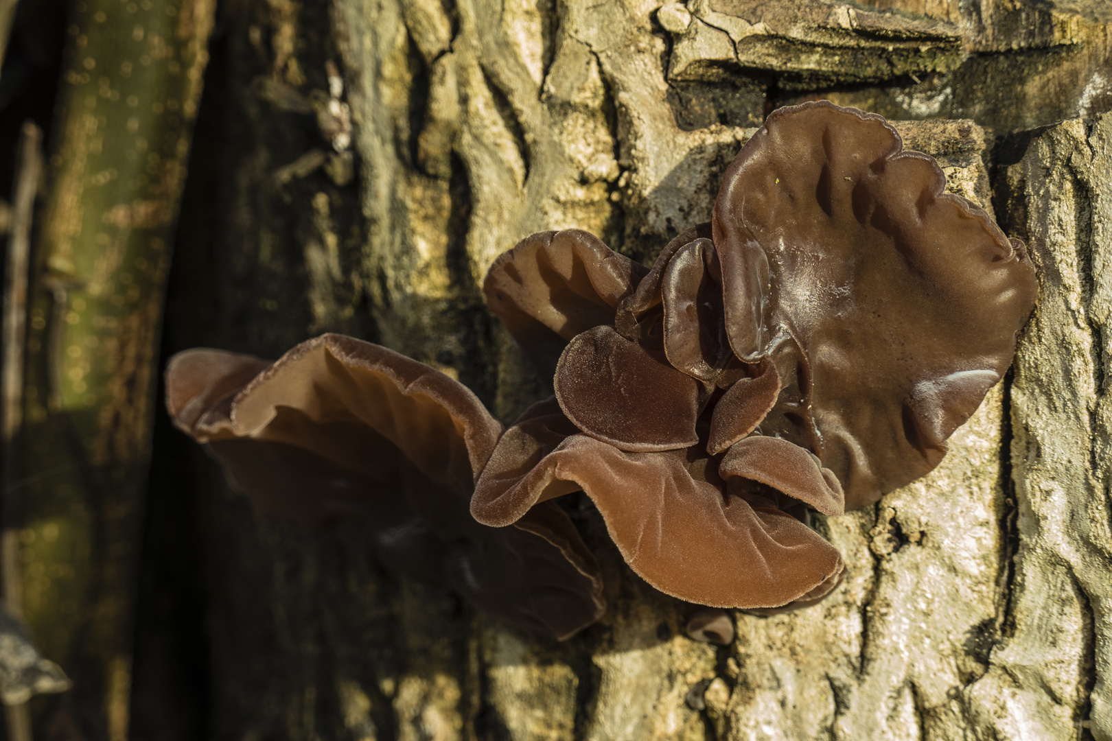 Judas-Ohr (Auricularia auricula-judae)