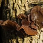 Judas-Ohr (Auricularia auricula-judae)