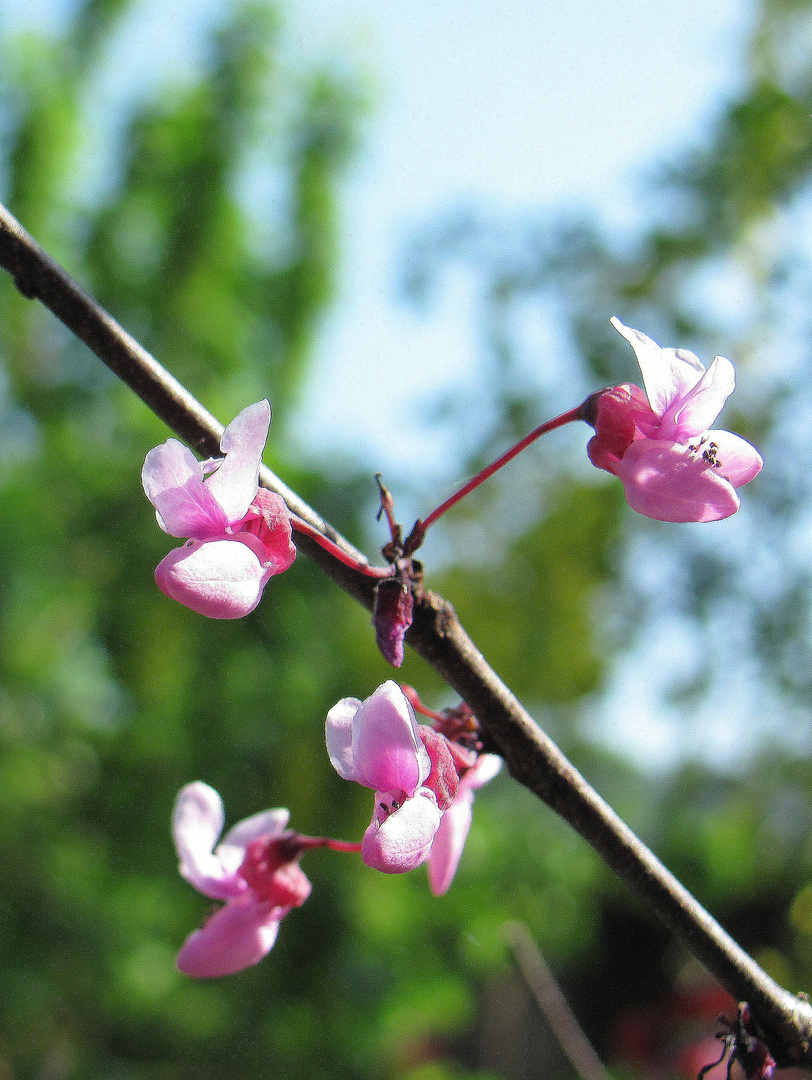 Judasbaum - Blüten