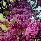 Judasbaum - Cercis canadensis