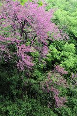 judasbaum (cercis siliquastrum)