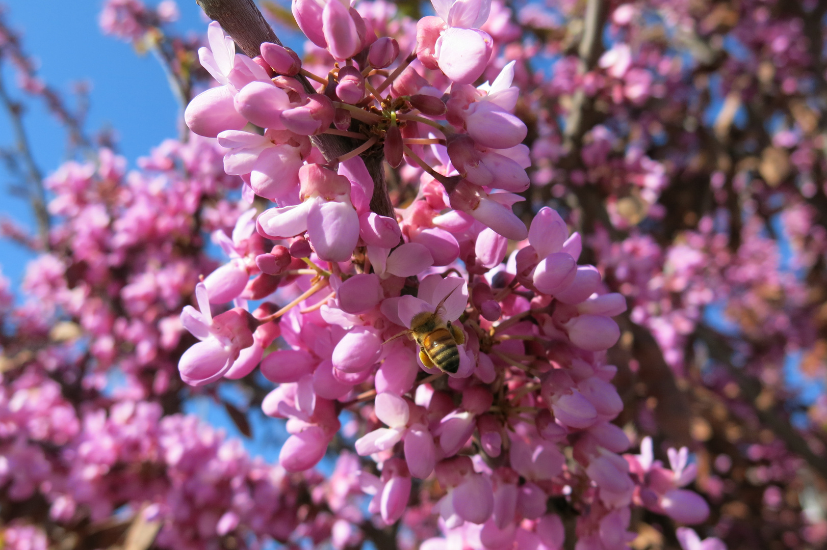 Judasbaum (Cercis siliquastrum)