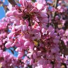 Judasbaum (Cercis siliquastrum)