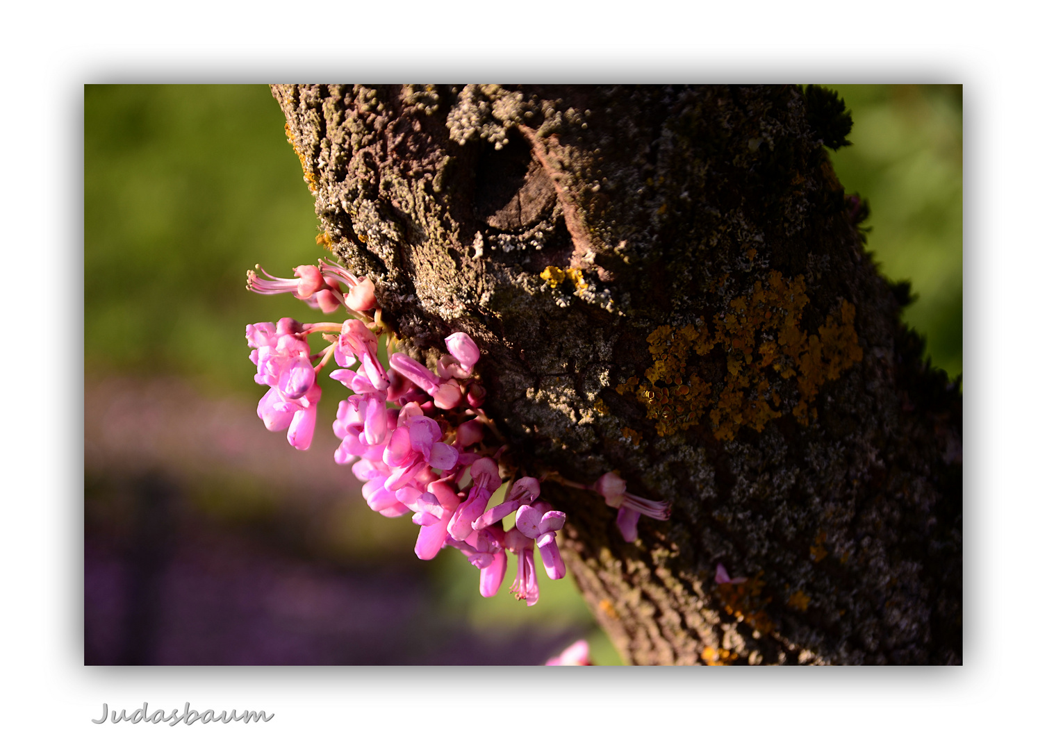 Judasbaum, Cercis siliquastrum