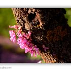 Judasbaum, Cercis siliquastrum