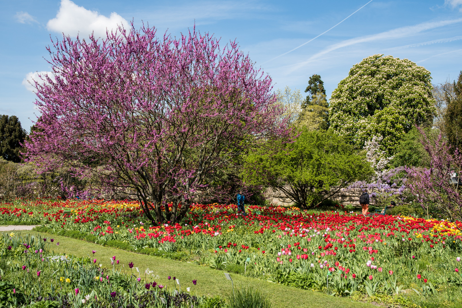 Judasbaum (links) und Tulpenwiese im Hermannshof Weinheim / Bergstraße