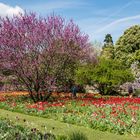 Judasbaum (links) und Tulpenwiese im Hermannshof Weinheim / Bergstraße