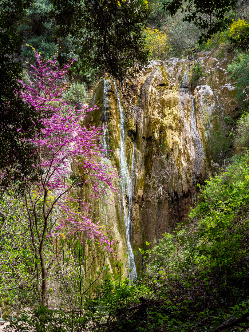 Judasbaum mit Wasserfall