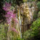 Judasbaum mit Wasserfall