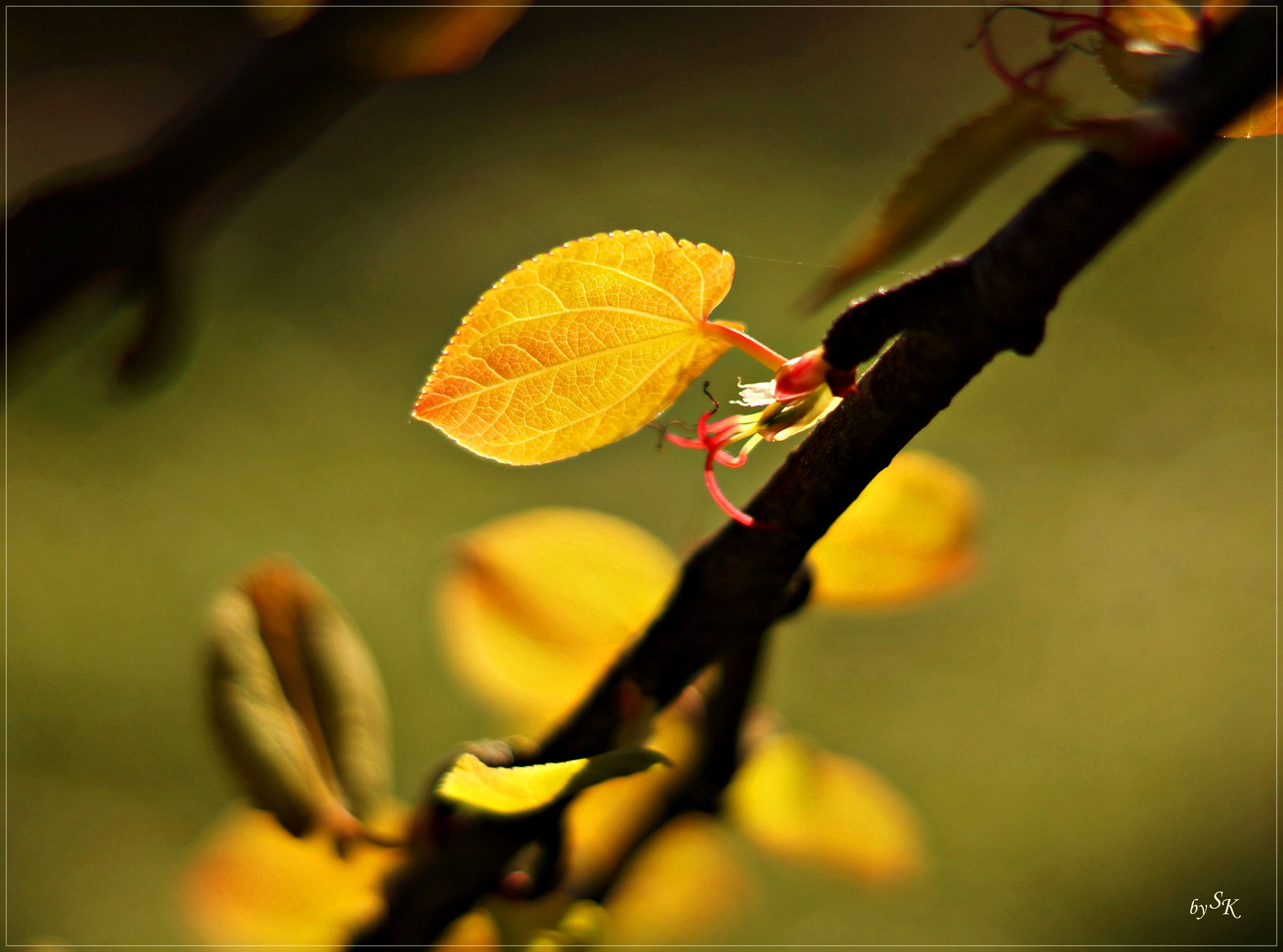 Judasblattbaum ( Cercidiphyllum japonicum ) Blatt und Blüte gleichzeitig