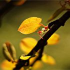 Judasblattbaum ( Cercidiphyllum japonicum ) Blatt und Blüte gleichzeitig