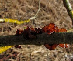 Judasohr am gleichen Baum