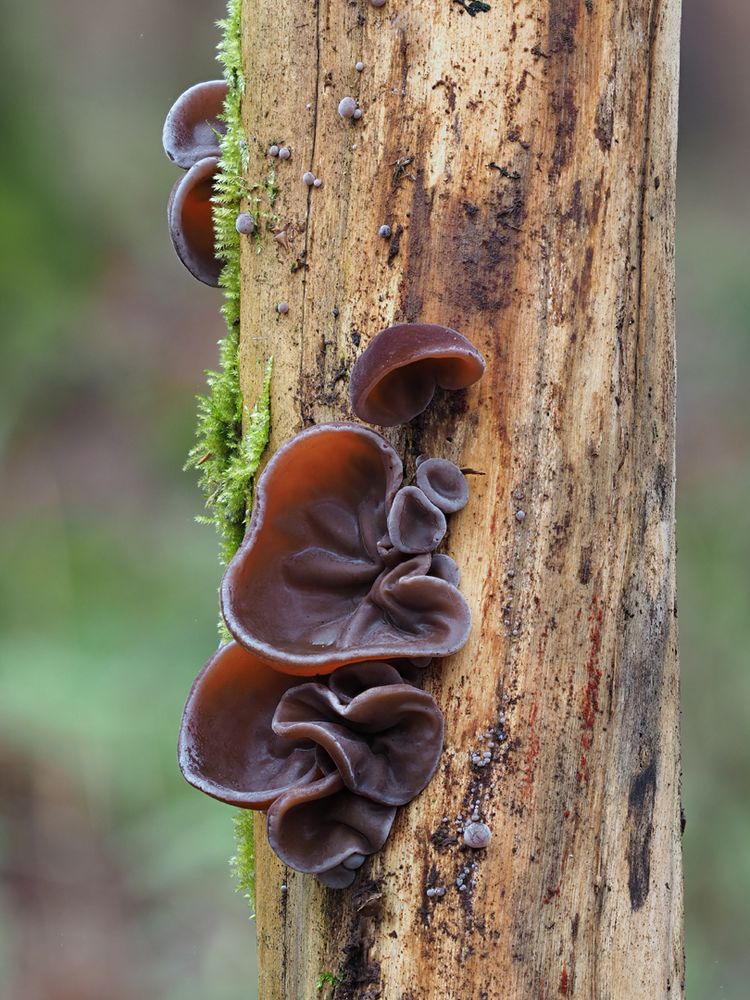 Judasohr (Auricularia auricula-judae)