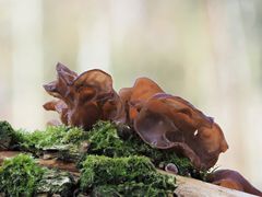 Judasohr (Auricularia auricula-judae)