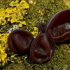 Judasohr (Auricularia auricula-judae)