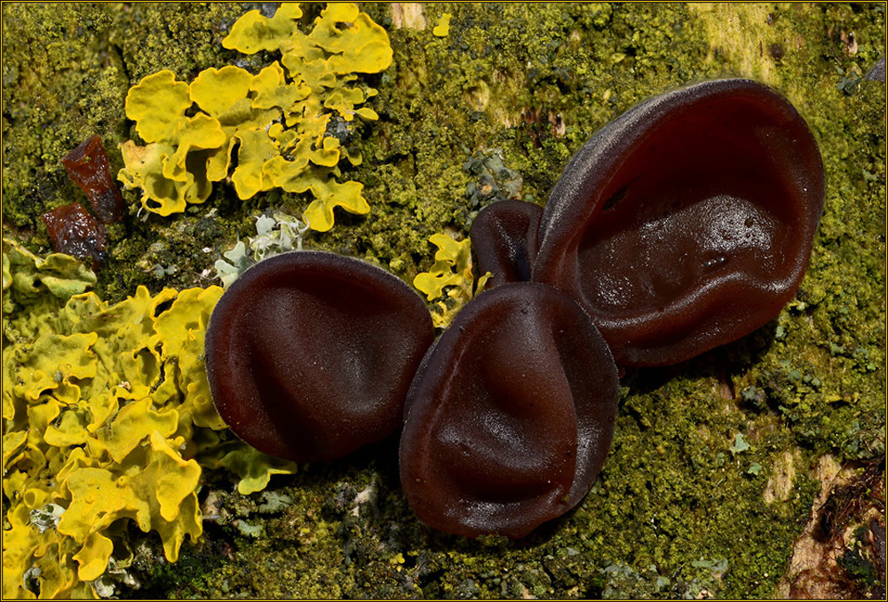 Judasohr (Auricularia auricula-judae)