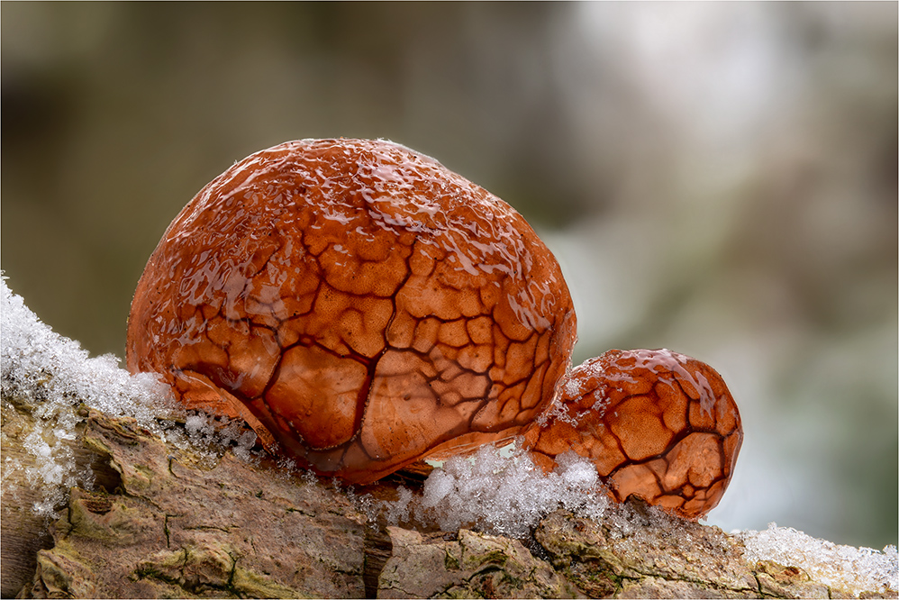 Judasohr (Auricularia auricula-judae)