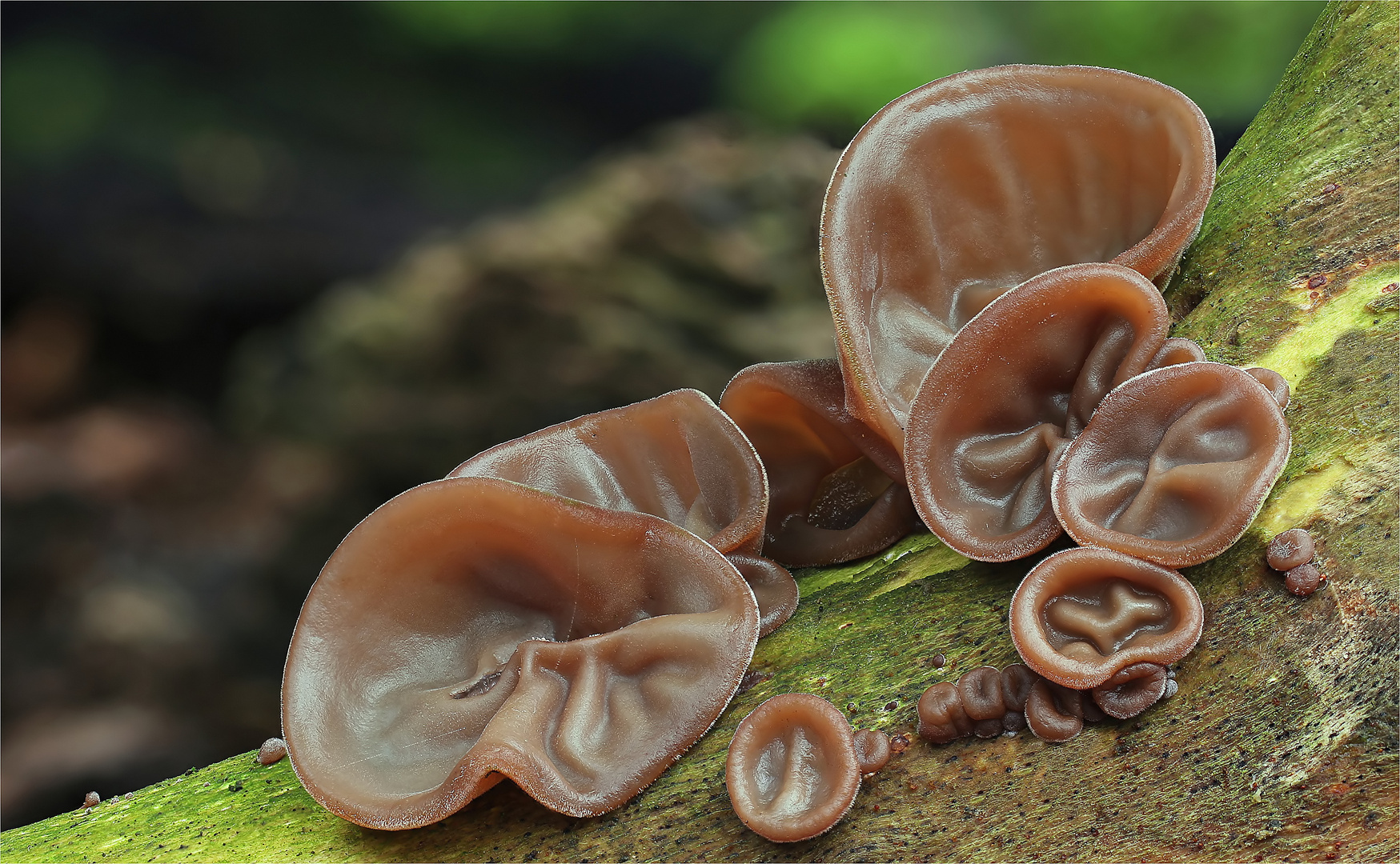 Judasohr (Auricularia auricula-judae)