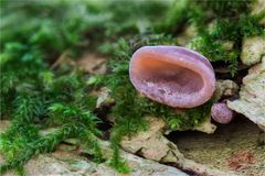 Judasohr (AURICULARIA AURICULA-JUDAE)