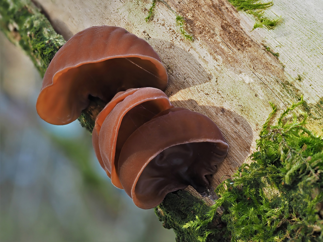 Judasohr (Auricularia auricula-judae)