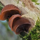 Judasohr (Auricularia auricula-judae)