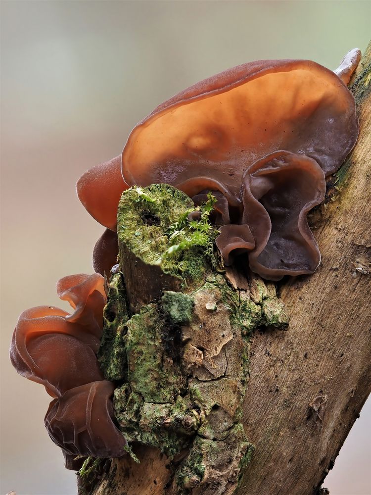 Judasohr (Auricularia auricula-judae)