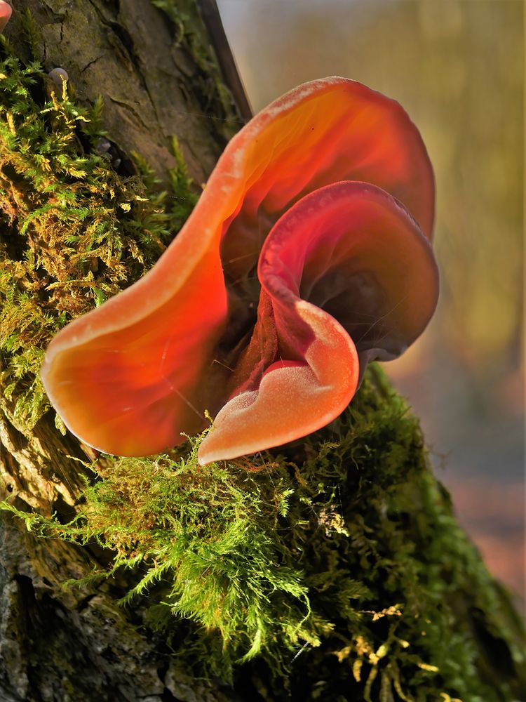 Judasohr (Auricularia auricula-judae)